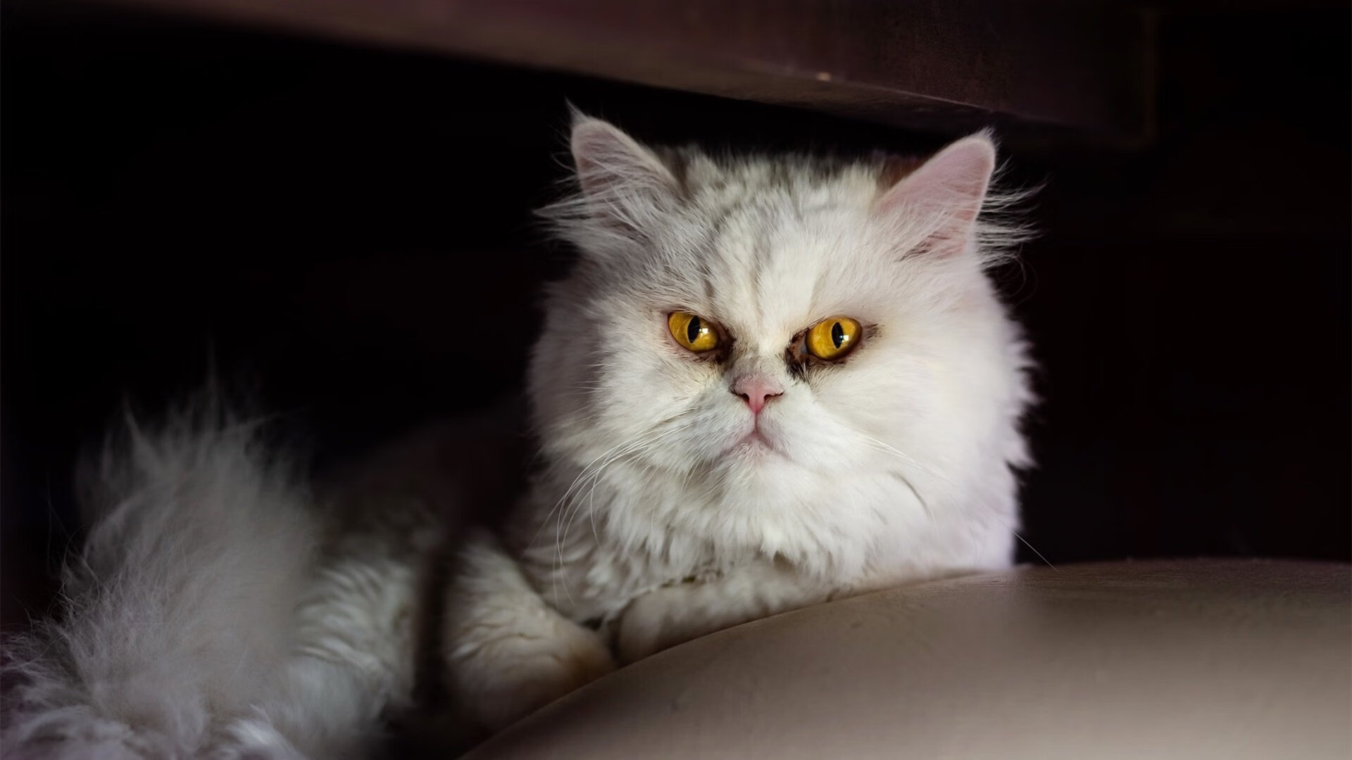 中国三人篮球男队积极备战,中国3人篮球男队