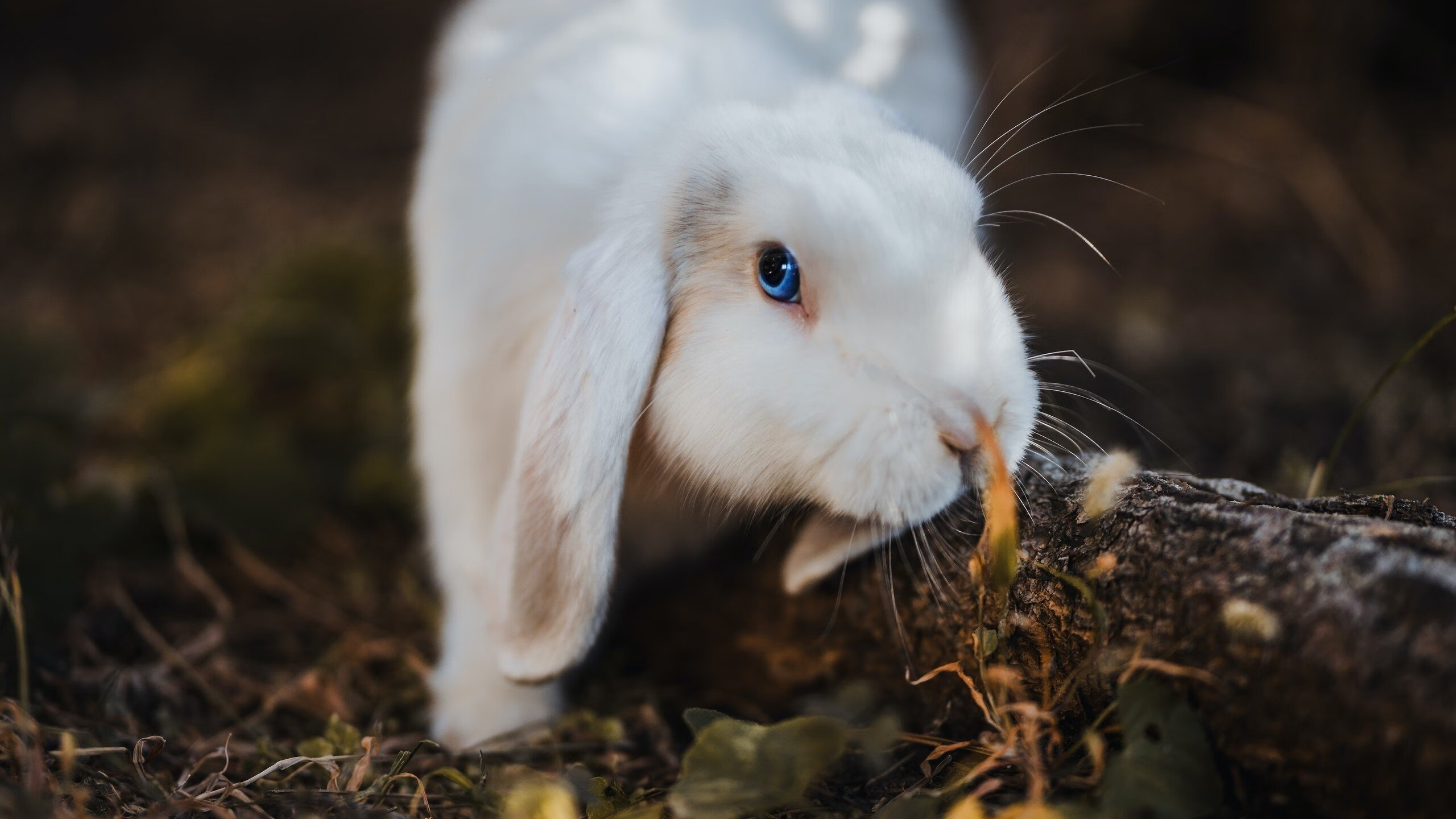 五大联赛本土球员与外援比例变化趋势，五大联赛允许几名外援
