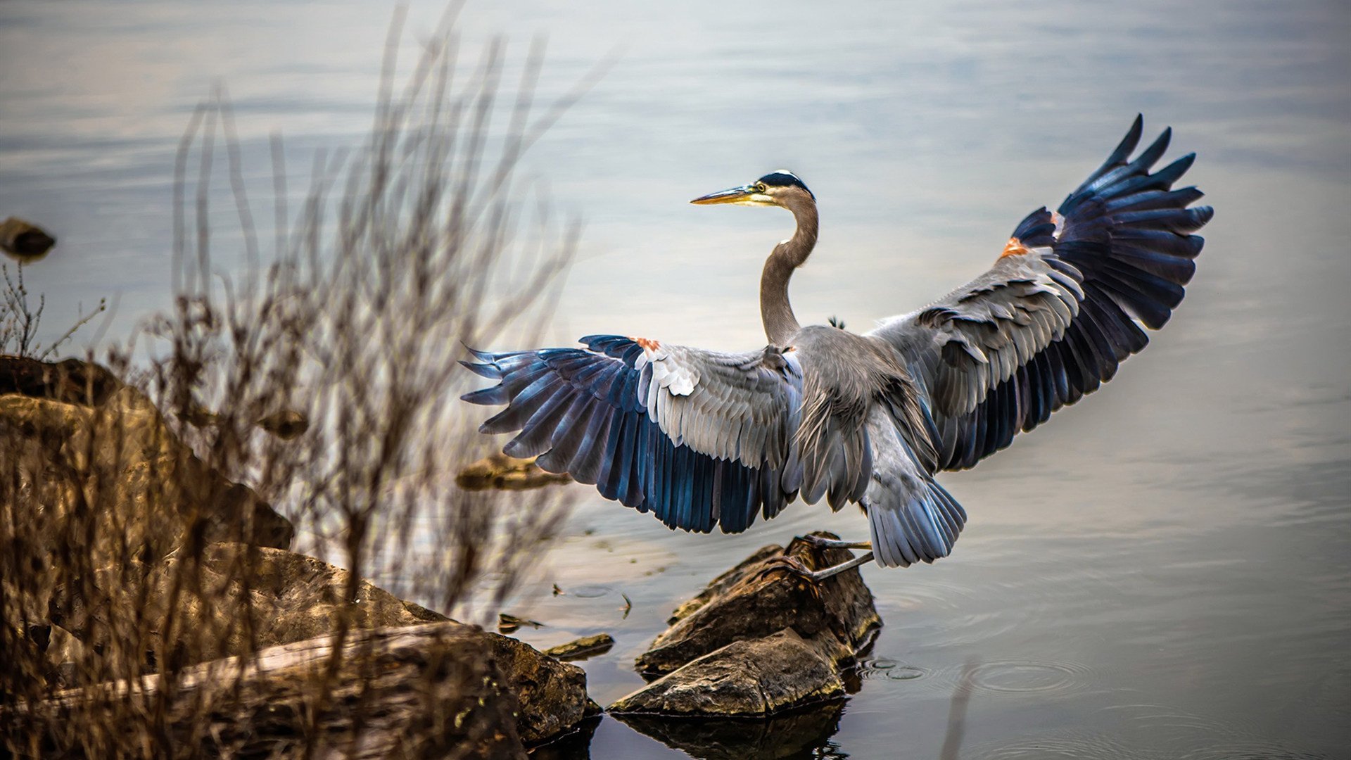 亚冠联赛中国足球惨败 战术布置受质疑,亚冠联赛中国足球惨败 战术布置受质疑吗
