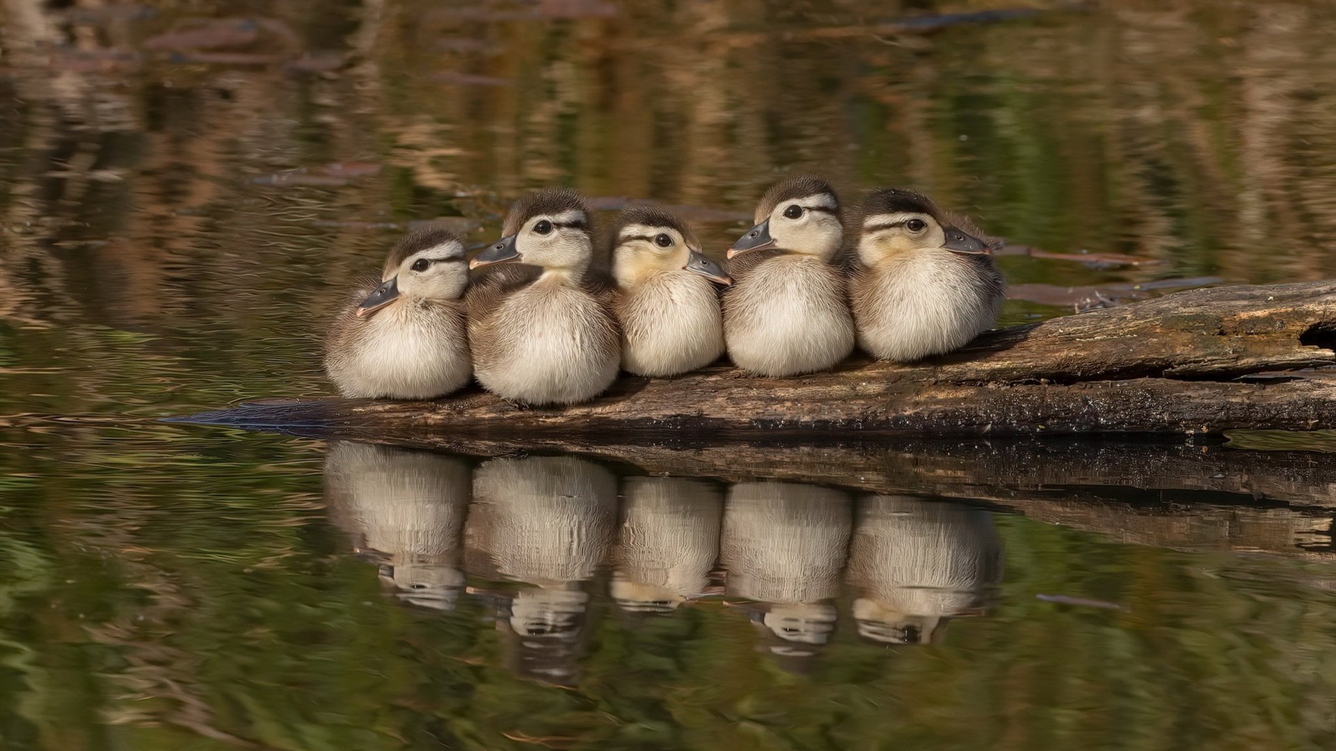 国际乒联混合团体世界杯:德国队如何突破瓶颈实现飞跃发展,德国乒乓联赛