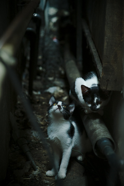 斯图加特新赛季稳步提升实力可期，斯图加特怎么样