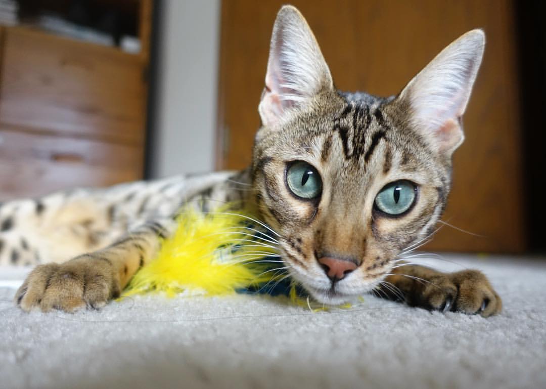 男子100自突破50秒大关，男子百米突破10秒