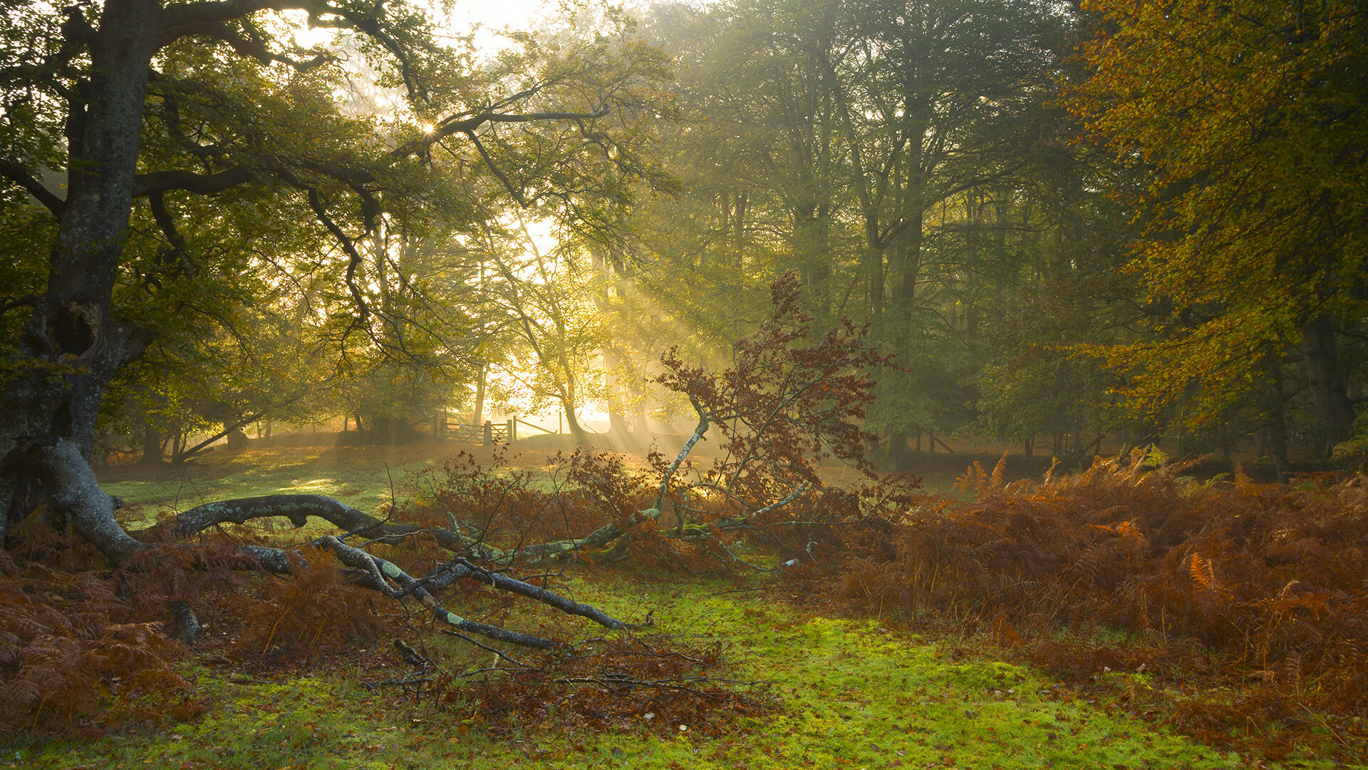 高校体育志愿者服务项目覆盖更多赛事，大型体育赛事志愿者