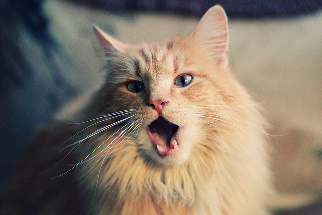 星空游戏平台-公牛内部摄影记录训练趣味瞬间，公牛last dance