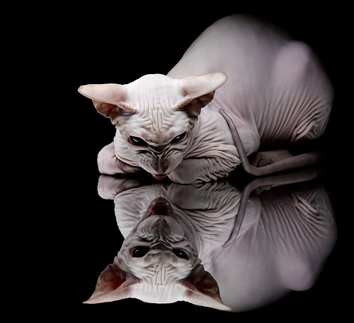 国际足球界推出新比赛规则，增强比赛观赏性和公平性，对于国际足球的赛事比赛球必须有什么标志